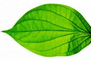 Ilustrasi Daun